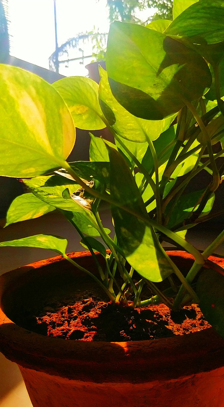 Money Plant