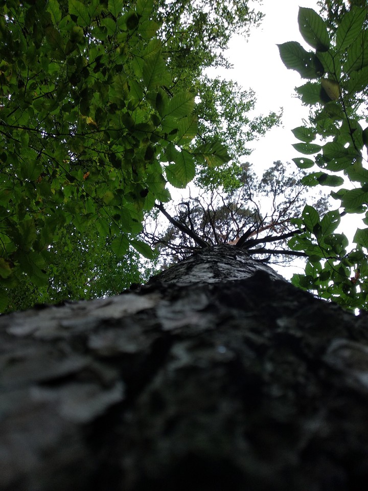 small forest, big trees