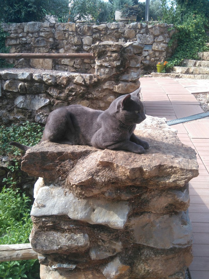cat