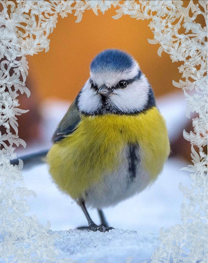 bluetit