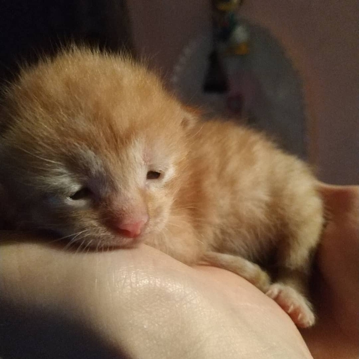котя
