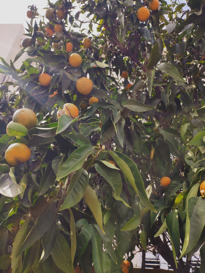 mandarin