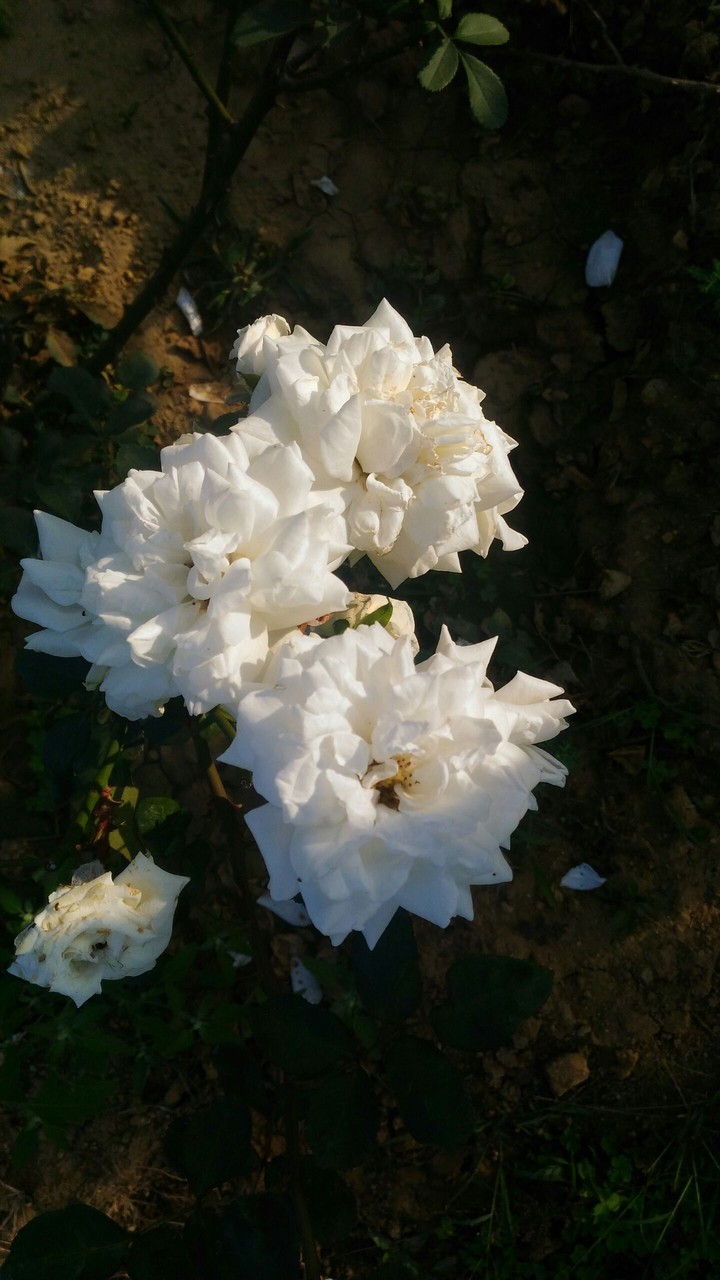 glory of peace