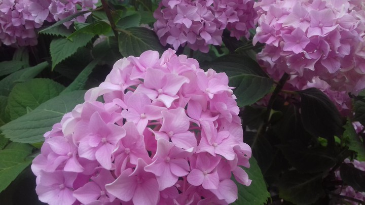 flowers