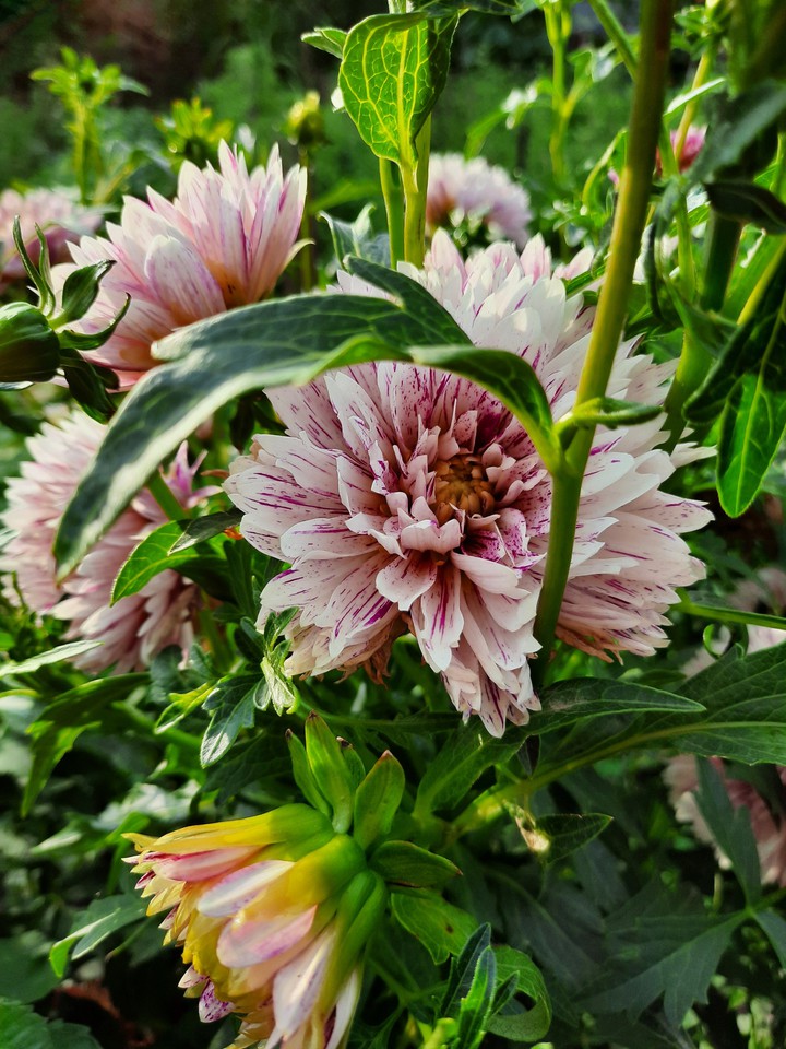 dahlias