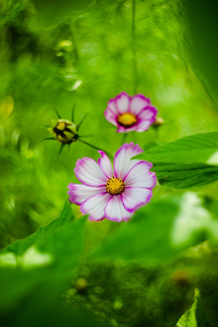 flower