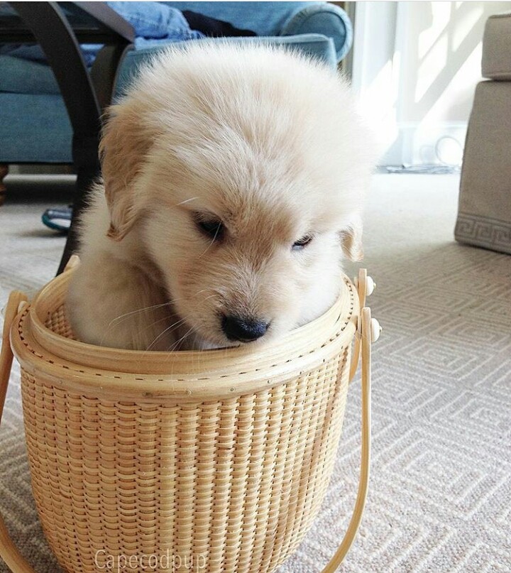 #dogislove#doglover#cutiepie 