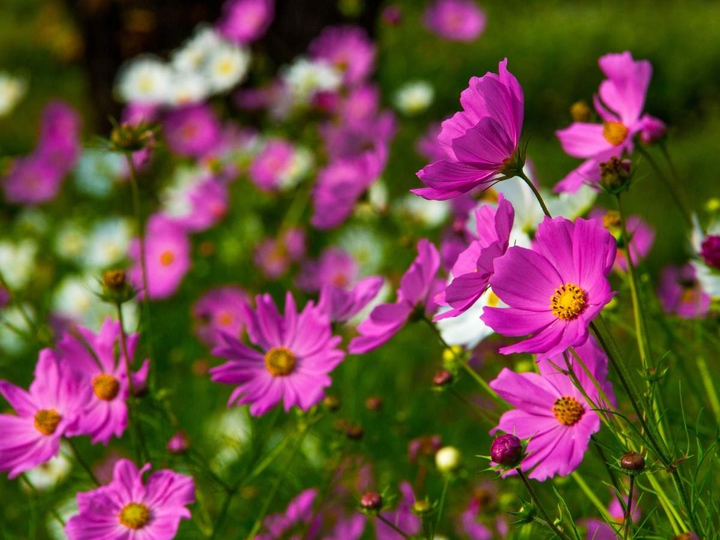 flowers