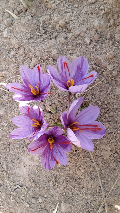 saffron