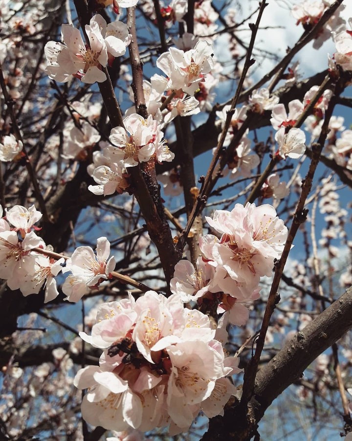 Blossom