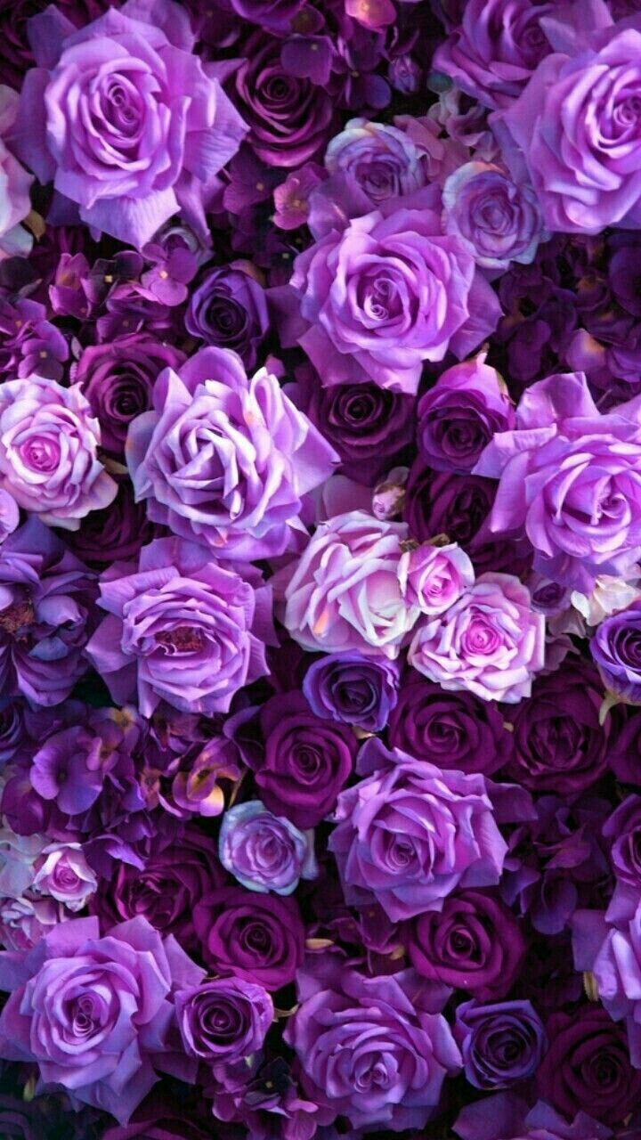 #Purple roses❤