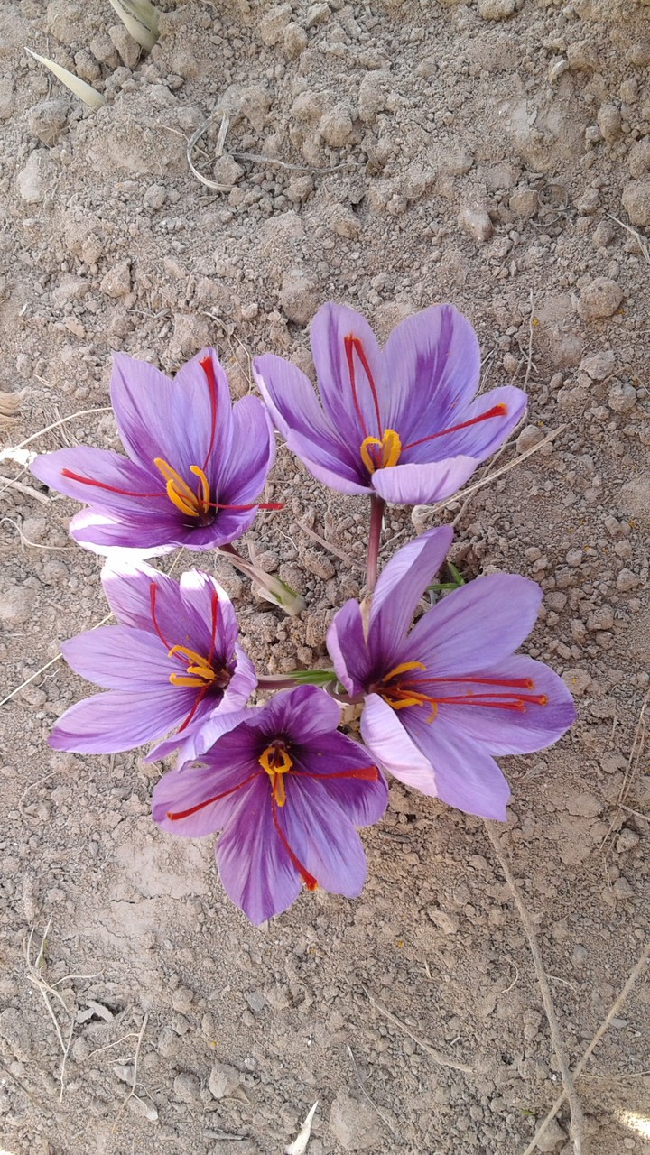 saffron