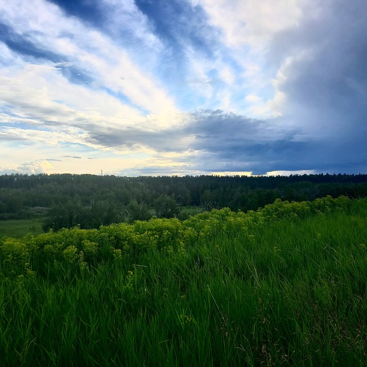 bliss
