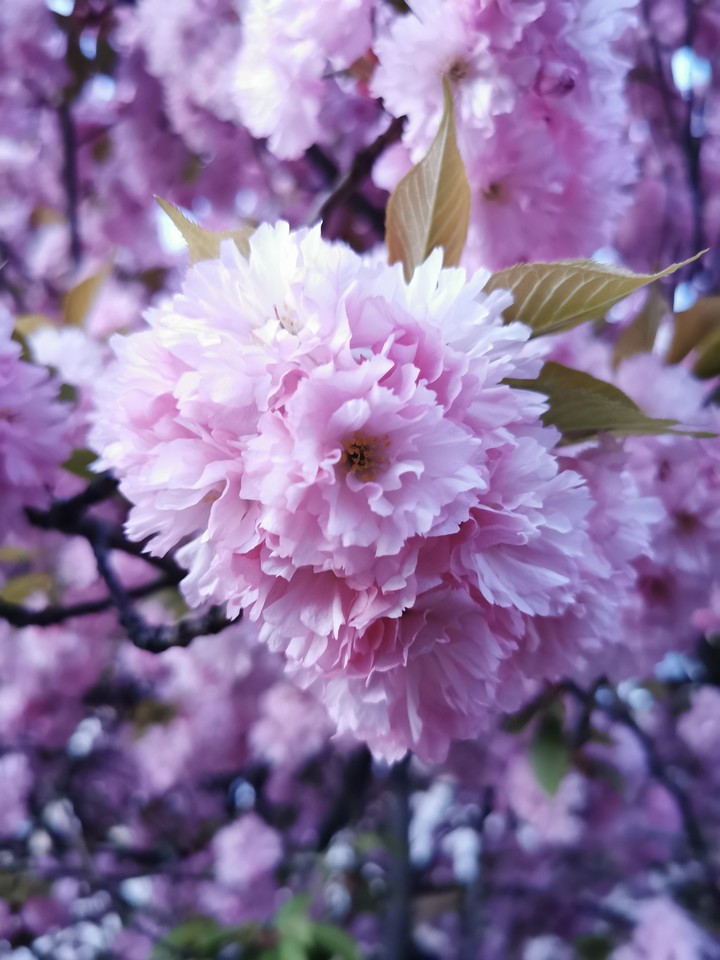 Cherryblossom