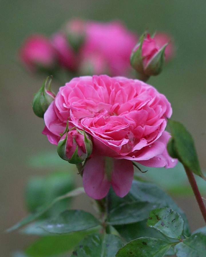 Roses růže