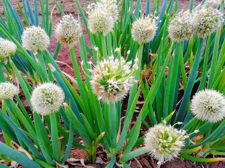 Bud of onion