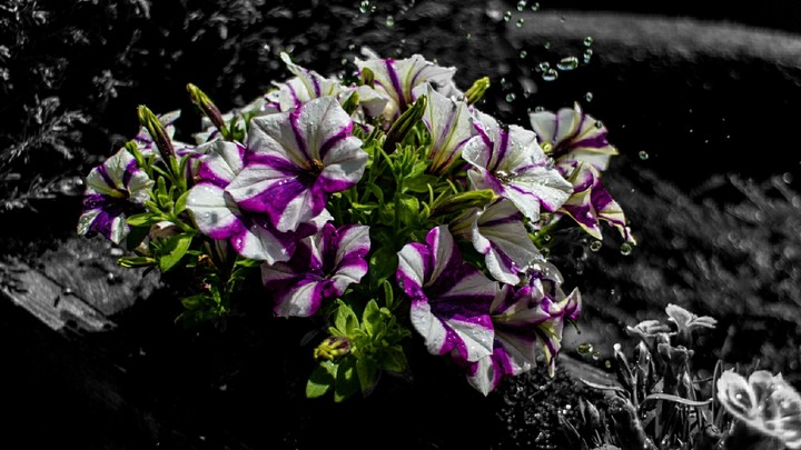 Blume