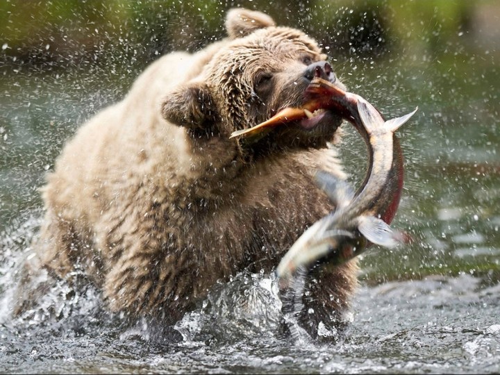 Wild and Hungry