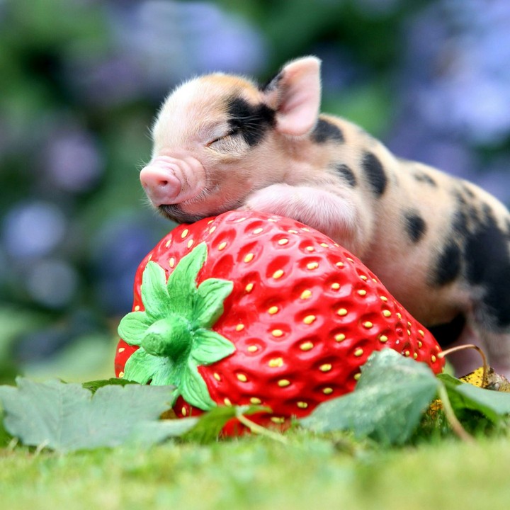 Small Piglet