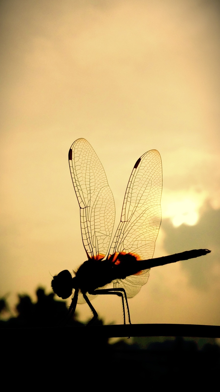 Dragonfly
