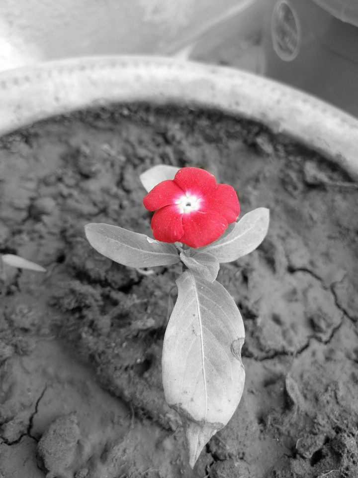 flower in pot