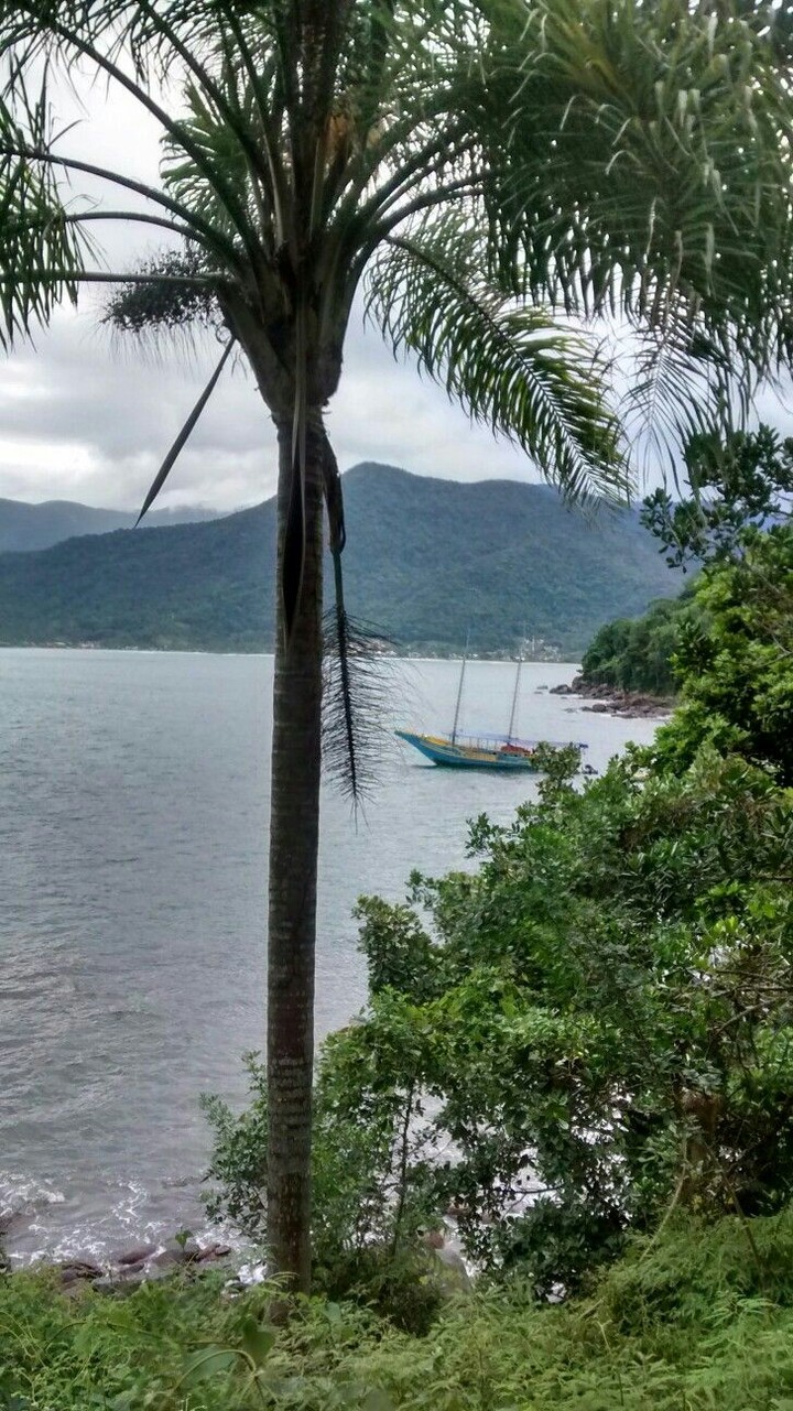 Coqueiro e Barco
