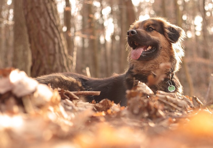 Ein grandios schöner Hund.