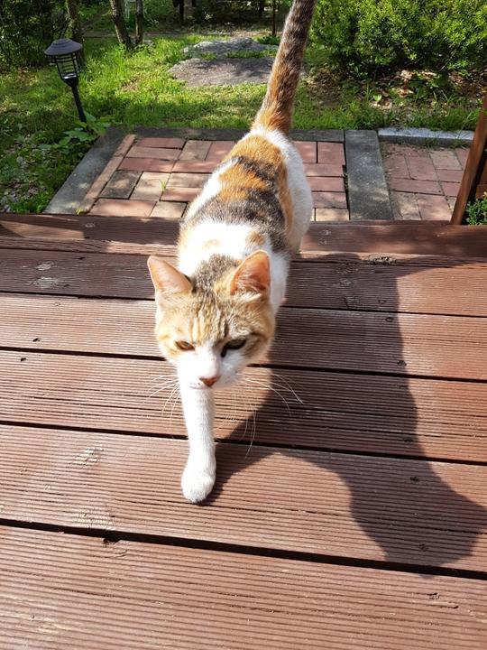cat