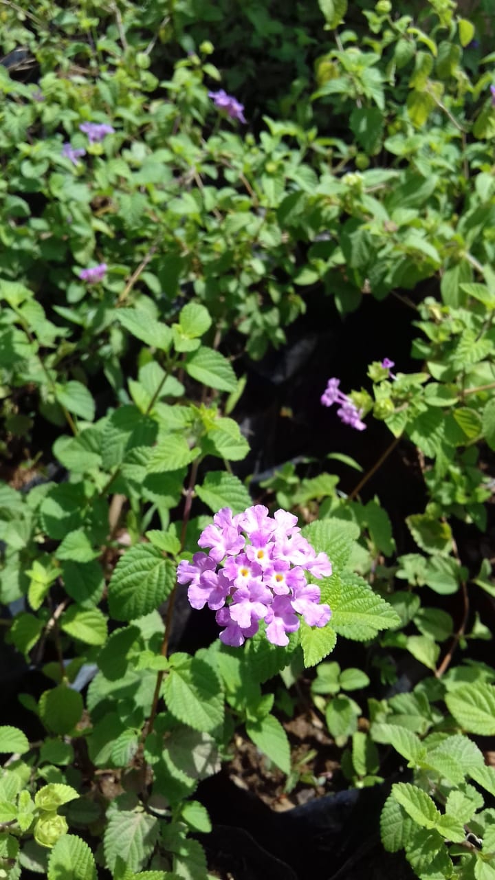 purple lantana