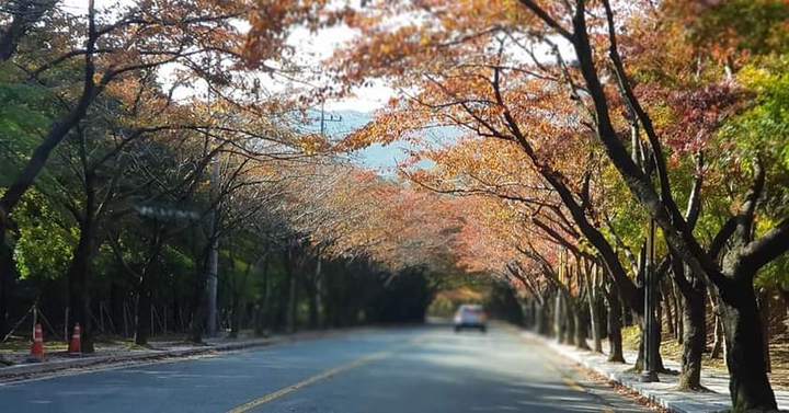 단풍