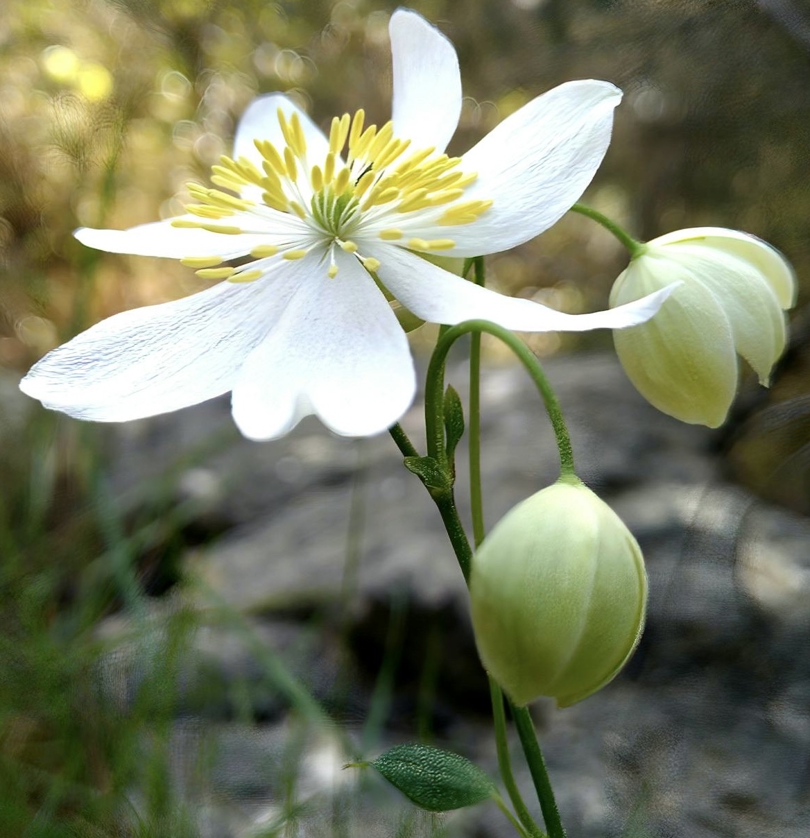sfondi pedicel, plant