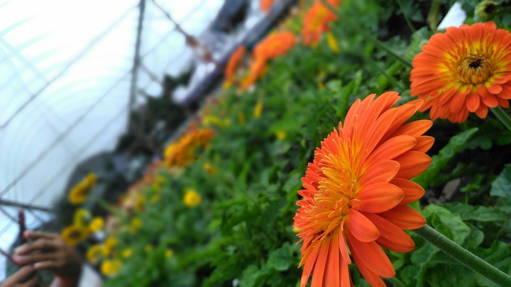 Orange Flower
