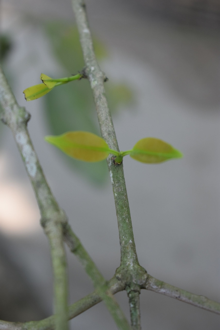 leaf
