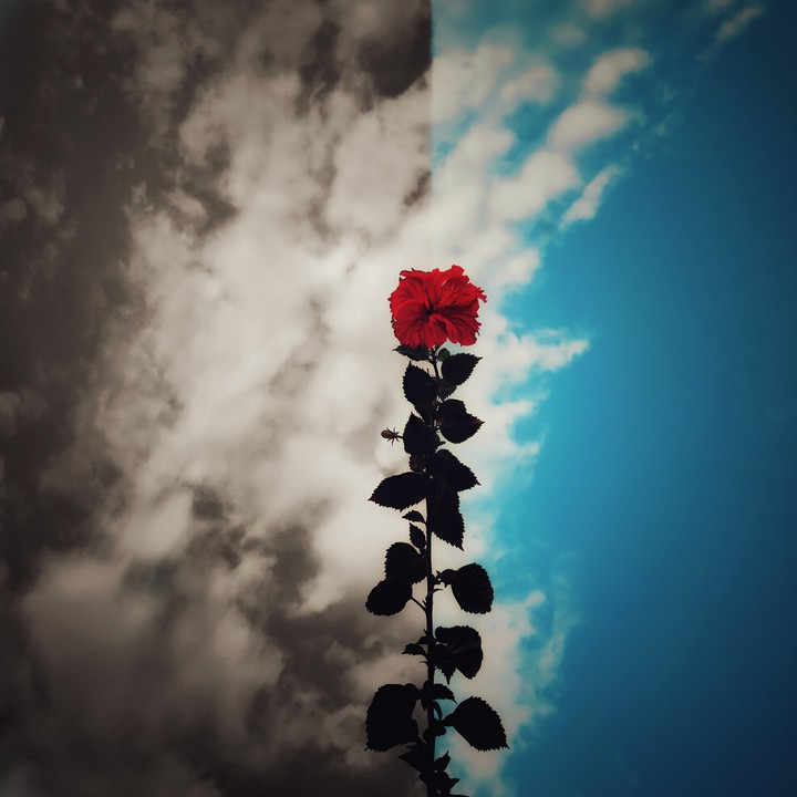 flower