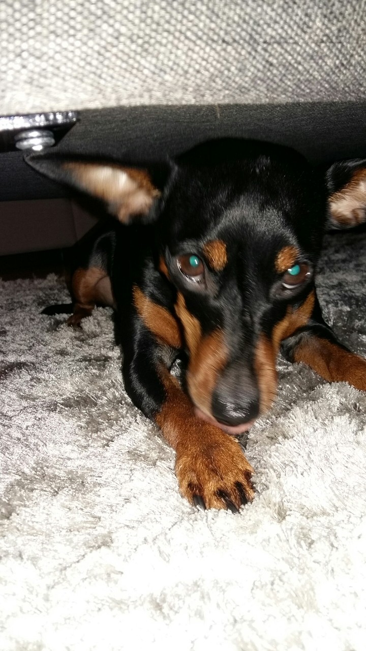 cool doberman pincher