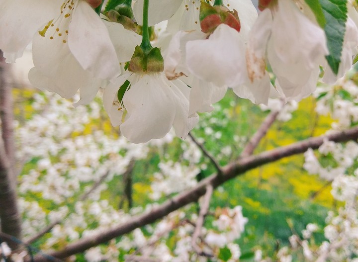 blossoming