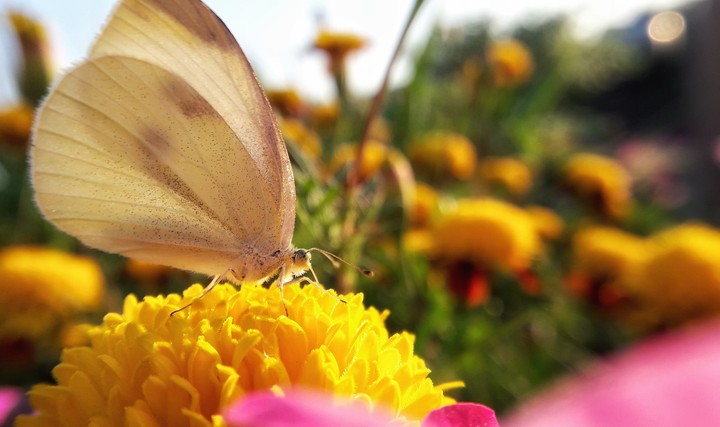 butterfly