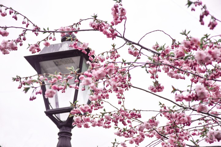 Sakura in the park