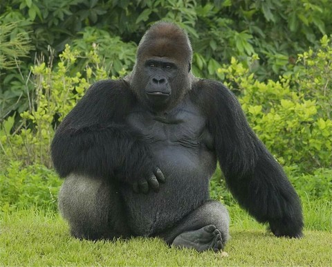kong