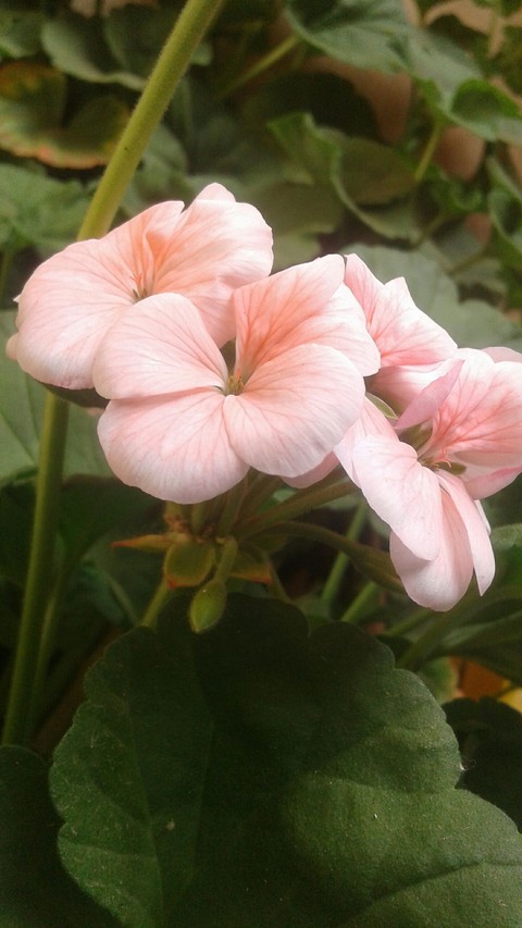 sfondi geranium, petal