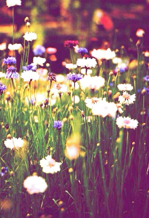 flowers♡