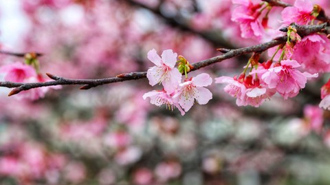 pink, Blossom壁紙