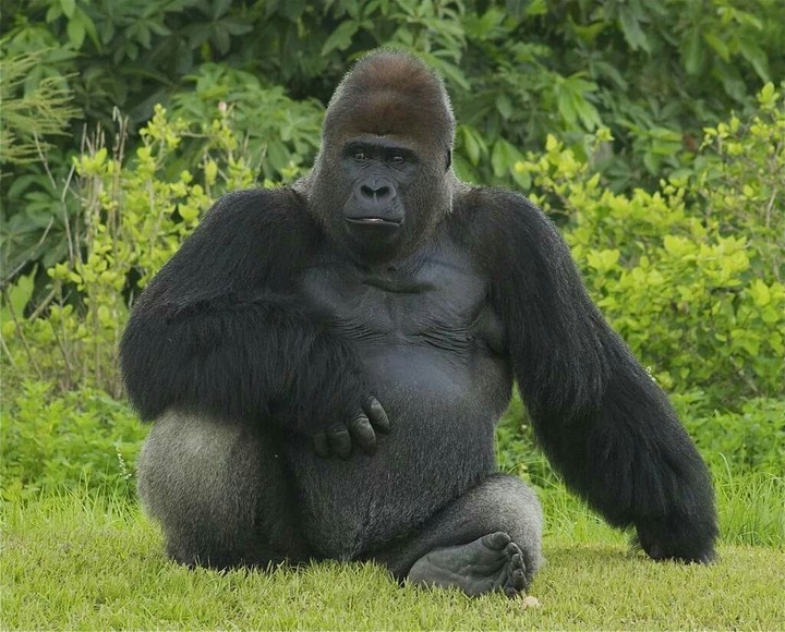 kong