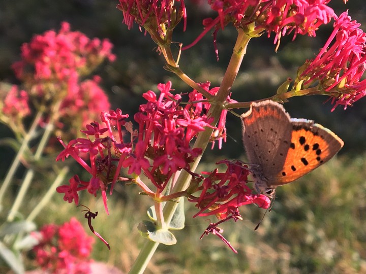 Sun butterfly