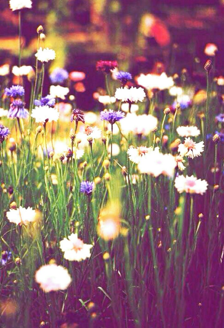 flowers♡