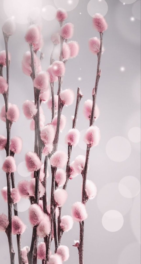 тапети pink, branch