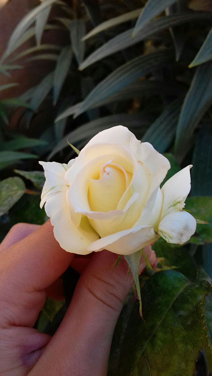 white rose