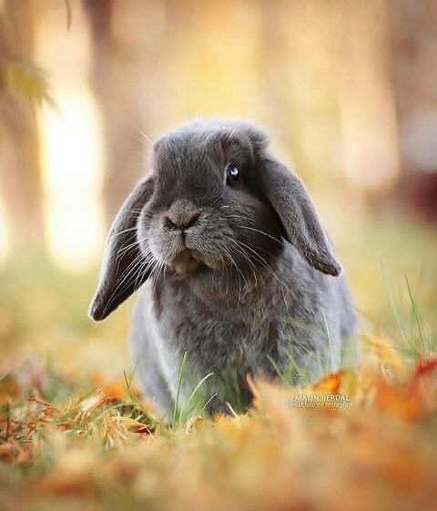 #bunnyfelllonely