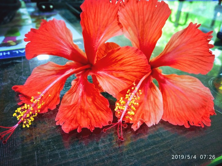 Flower's