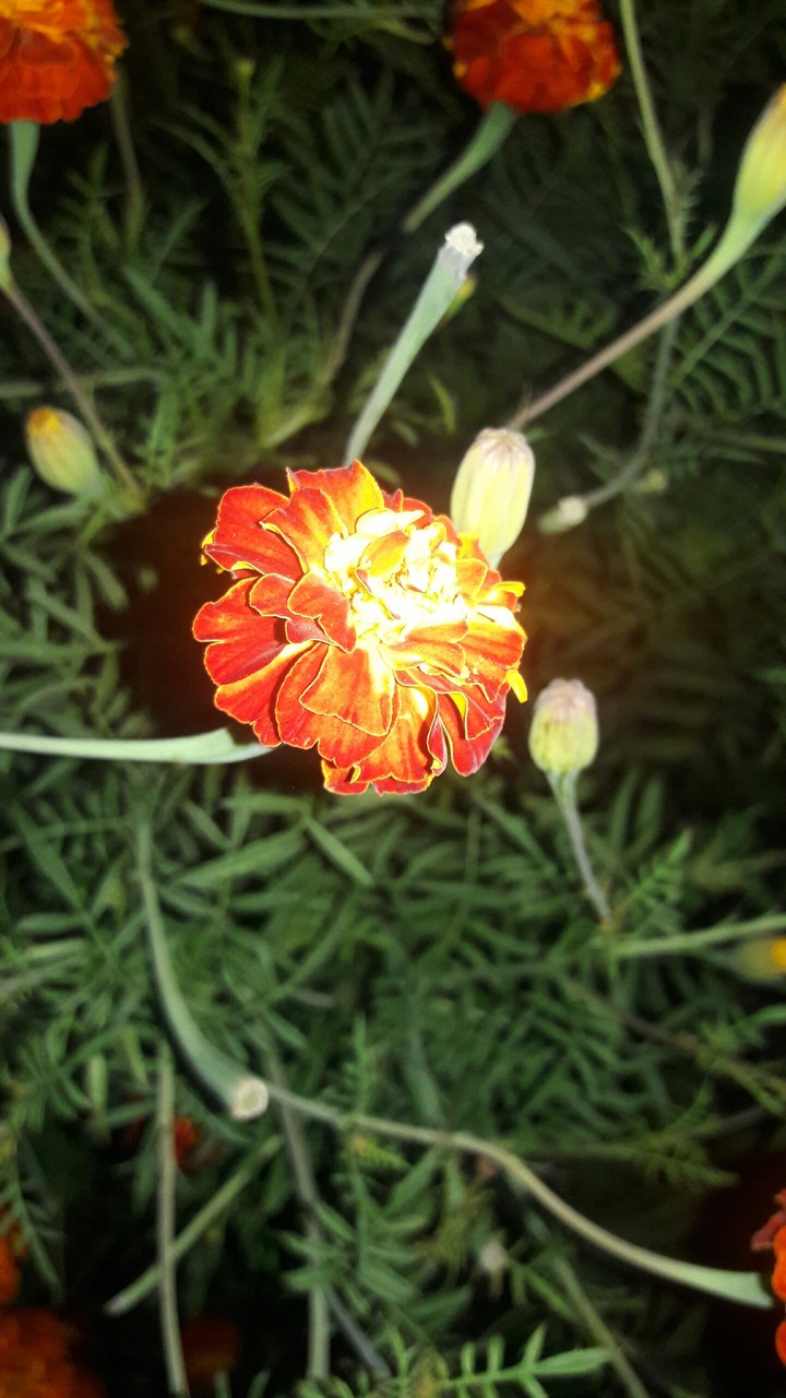 read flower